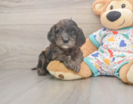 7 week old Mini Goldendoodle Puppy For Sale - Windy City Pups