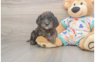 Best Mini Goldendoodle Baby