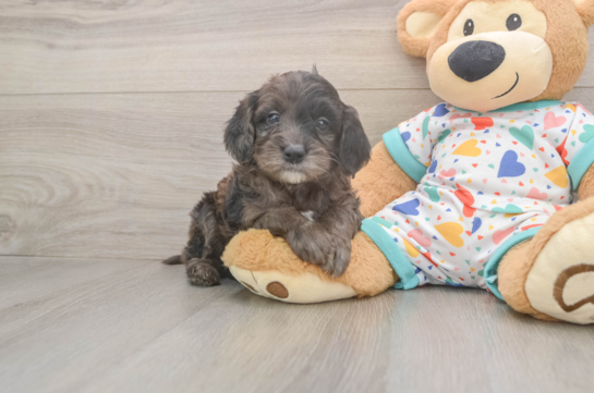 Best Mini Goldendoodle Baby