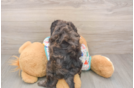 Adorable Golden Retriever Poodle Mix Poodle Mix Puppy