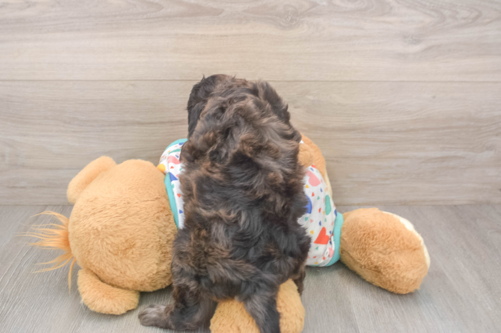 Adorable Golden Retriever Poodle Mix Poodle Mix Puppy