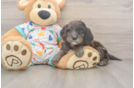 Popular Mini Goldendoodle Poodle Mix Pup
