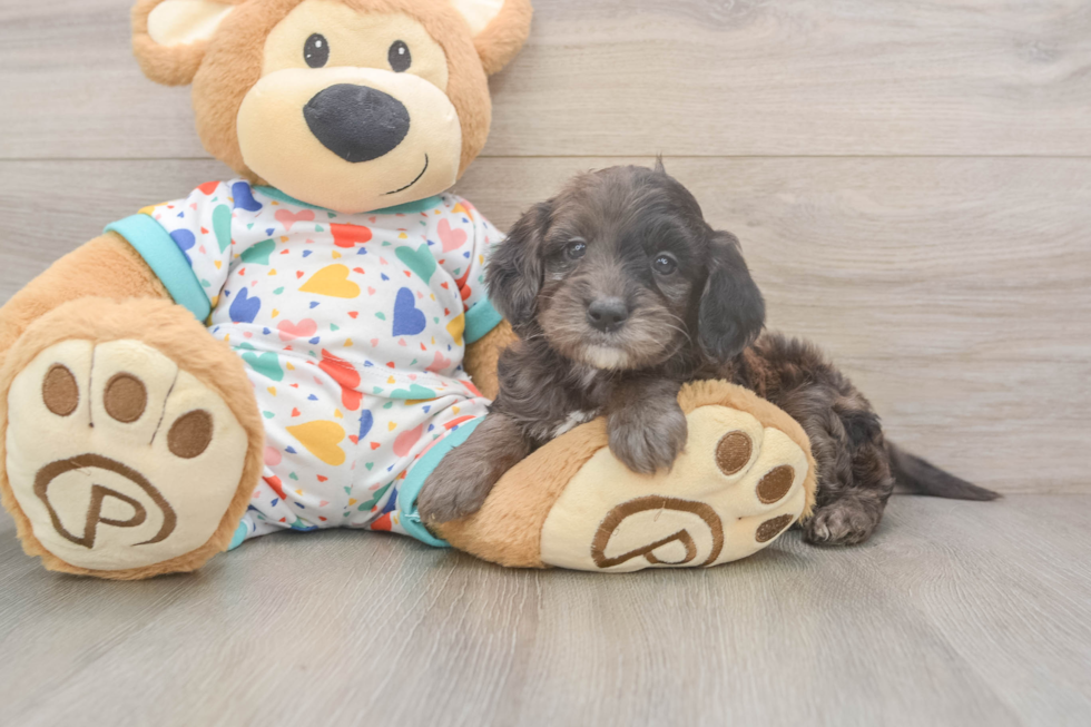 Popular Mini Goldendoodle Poodle Mix Pup