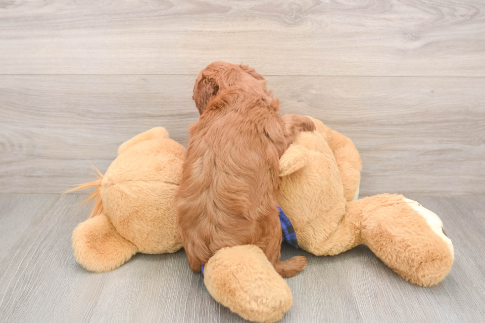 Cute Mini Goldendoodle Baby
