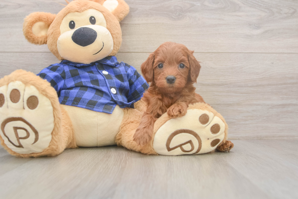 Popular Mini Goldendoodle Poodle Mix Pup