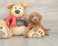 5 week old Mini Goldendoodle Puppy For Sale - Windy City Pups