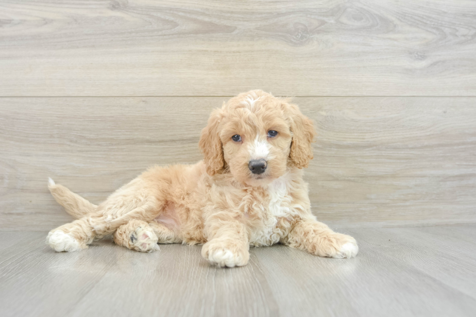 Playful Mini Groodle Poodle Mix Puppy