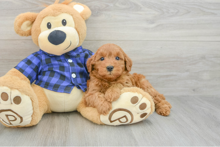 Mini Goldendoodle Pup Being Cute