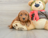 7 week old Mini Goldendoodle Puppy For Sale - Windy City Pups