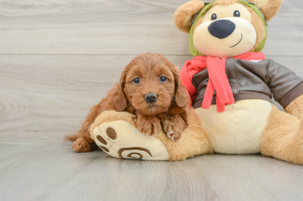 5 week old Mini Goldendoodle Puppy For Sale - Windy City Pups
