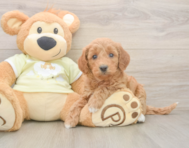 7 week old Mini Goldendoodle Puppy For Sale - Windy City Pups