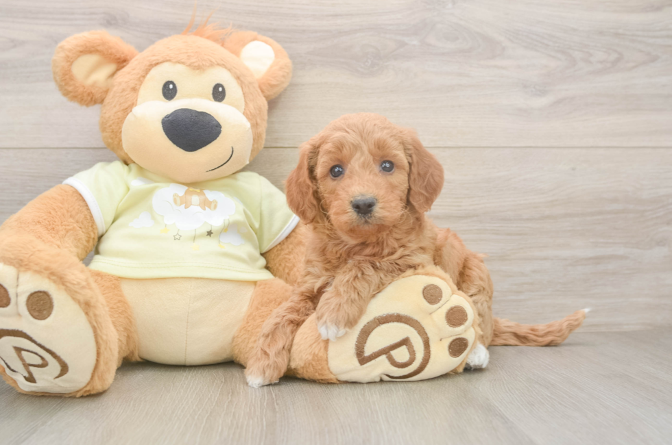 7 week old Mini Goldendoodle Puppy For Sale - Windy City Pups