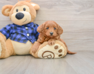 6 week old Mini Goldendoodle Puppy For Sale - Windy City Pups
