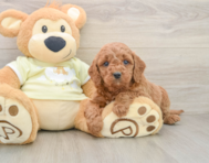 7 week old Mini Goldendoodle Puppy For Sale - Windy City Pups