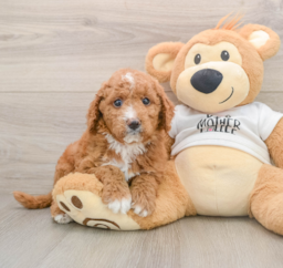 6 week old Mini Goldendoodle Puppy For Sale - Windy City Pups
