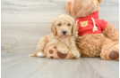 Smart Mini Goldendoodle Poodle Mix Pup