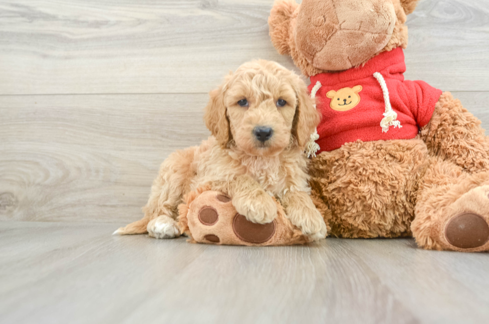 7 week old Mini Goldendoodle Puppy For Sale - Windy City Pups