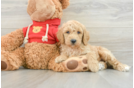 Happy Mini Goldendoodle Baby