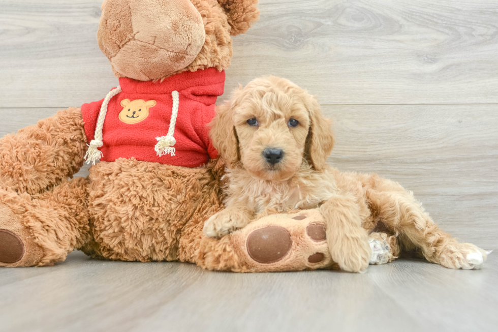 Happy Mini Goldendoodle Baby