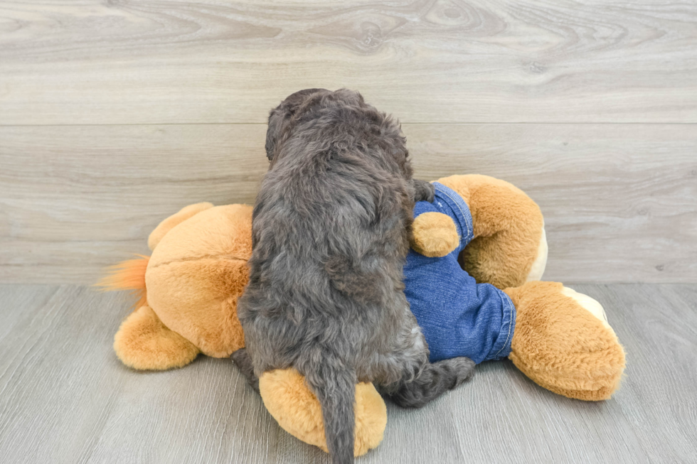 Funny Mini Goldendoodle Poodle Mix Pup