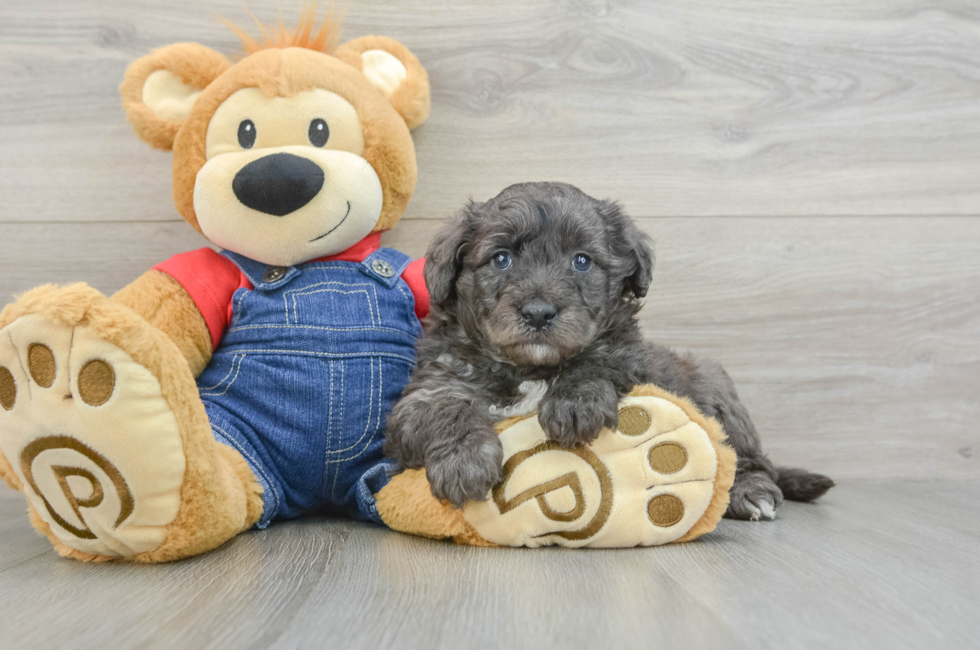 7 week old Mini Goldendoodle Puppy For Sale - Windy City Pups