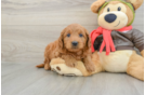 Mini Goldendoodle Puppy for Adoption