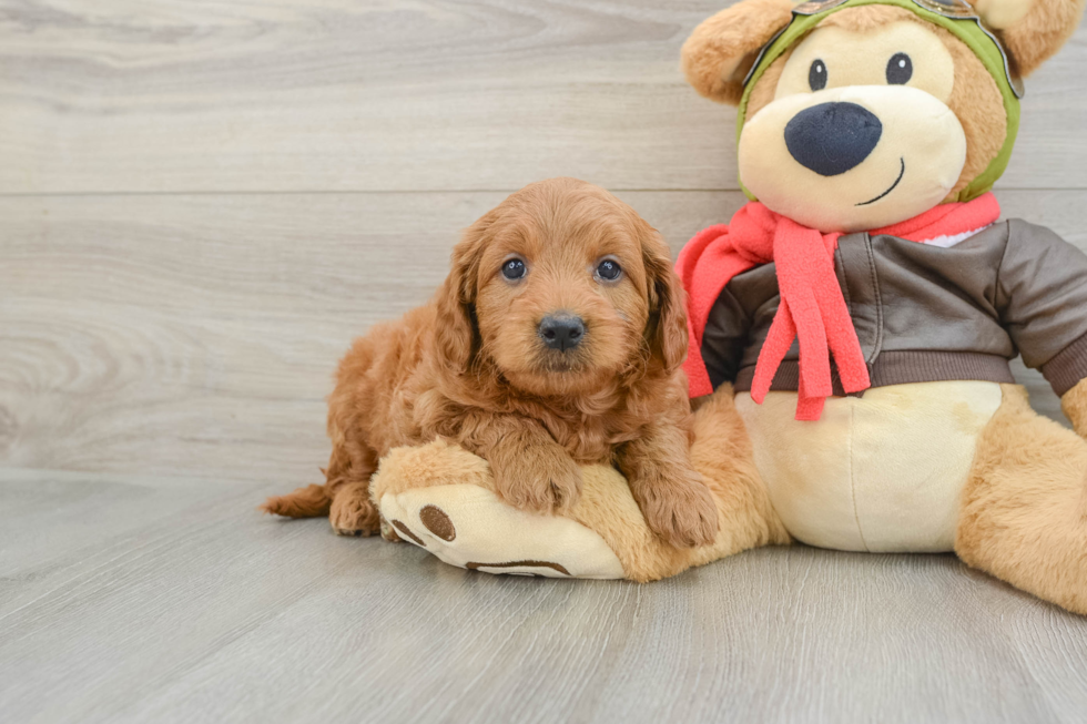 Mini Goldendoodle Puppy for Adoption