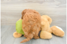 Sweet Mini Goldendoodle Baby