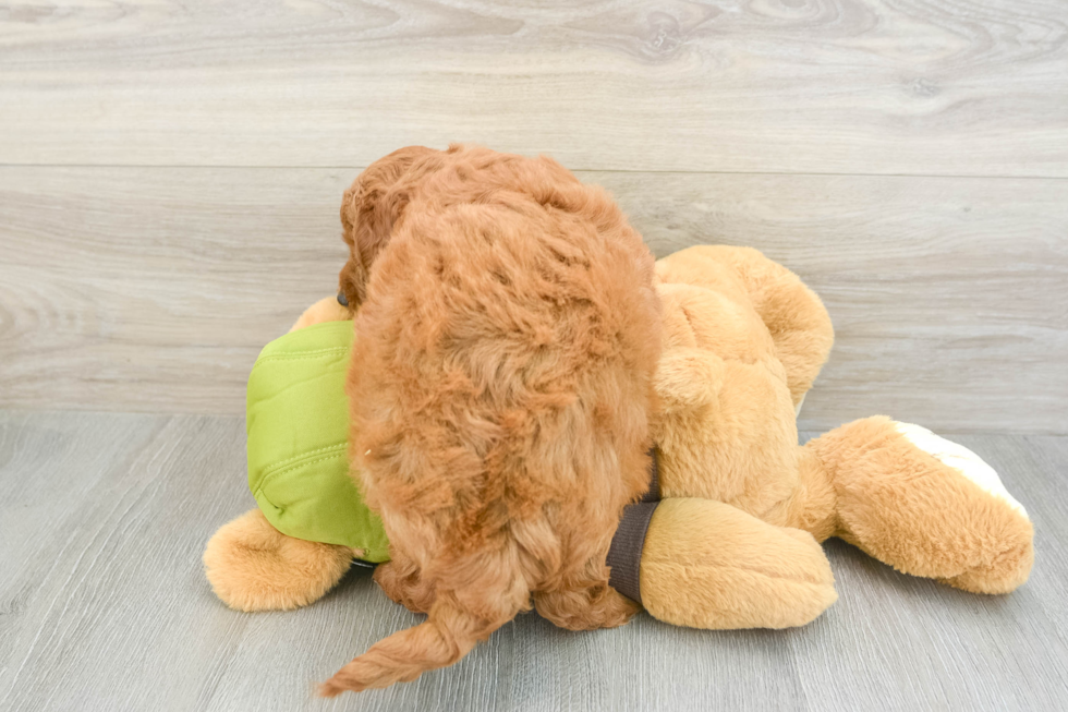 Sweet Mini Goldendoodle Baby