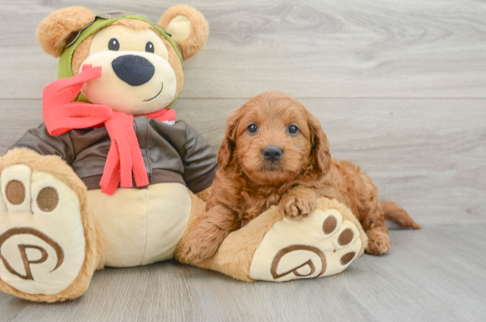 5 week old Mini Goldendoodle Puppy For Sale - Windy City Pups