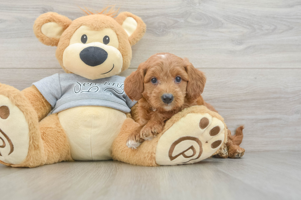 6 week old Mini Goldendoodle Puppy For Sale - Windy City Pups