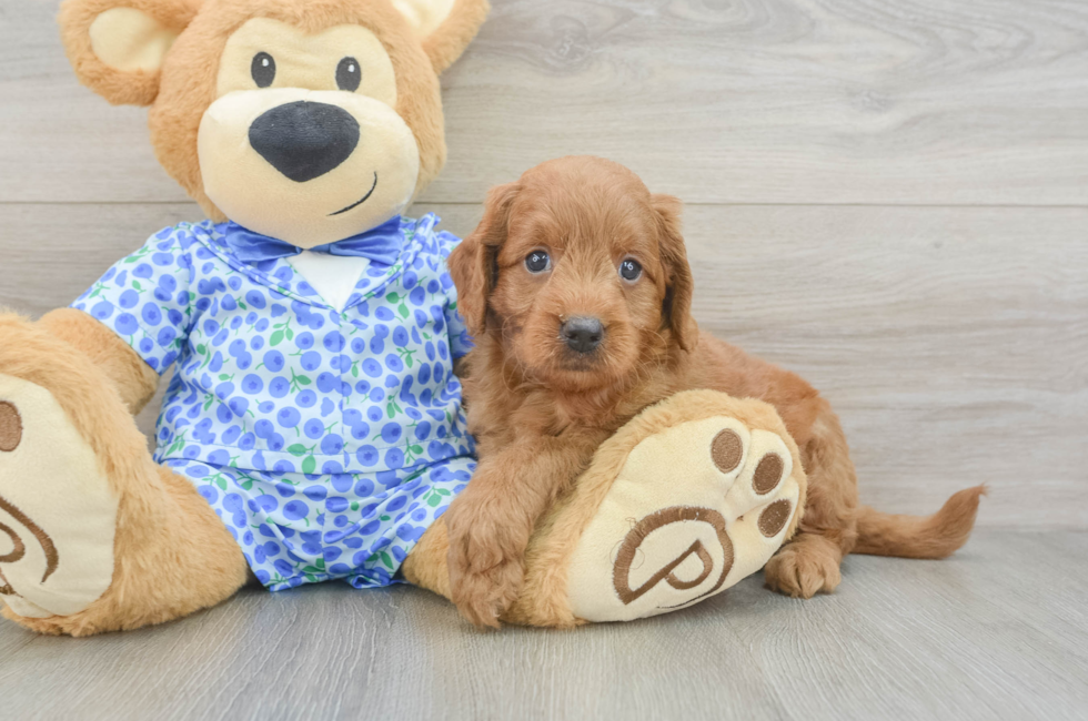 6 week old Mini Goldendoodle Puppy For Sale - Windy City Pups