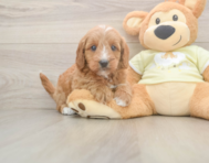7 week old Mini Goldendoodle Puppy For Sale - Windy City Pups