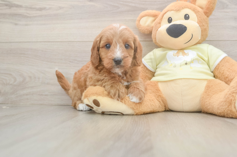 7 week old Mini Goldendoodle Puppy For Sale - Windy City Pups