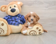 6 week old Mini Goldendoodle Puppy For Sale - Windy City Pups