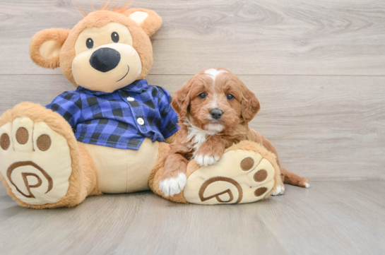 Petite Mini Goldendoodle Poodle Mix Pup