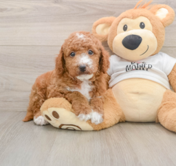 6 week old Mini Goldendoodle Puppy For Sale - Windy City Pups