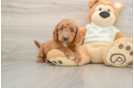 Petite Mini Goldendoodle Poodle Mix Pup