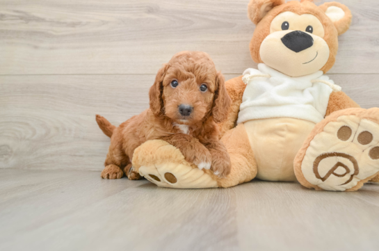 Petite Mini Goldendoodle Poodle Mix Pup