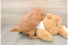 Hypoallergenic Mini Goldiepoo Poodle Mix Puppy