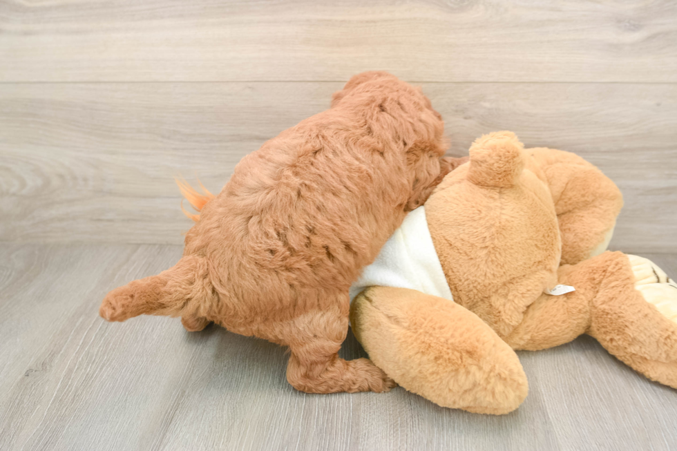 Hypoallergenic Mini Goldiepoo Poodle Mix Puppy