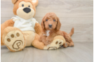 Mini Goldendoodle Pup Being Cute