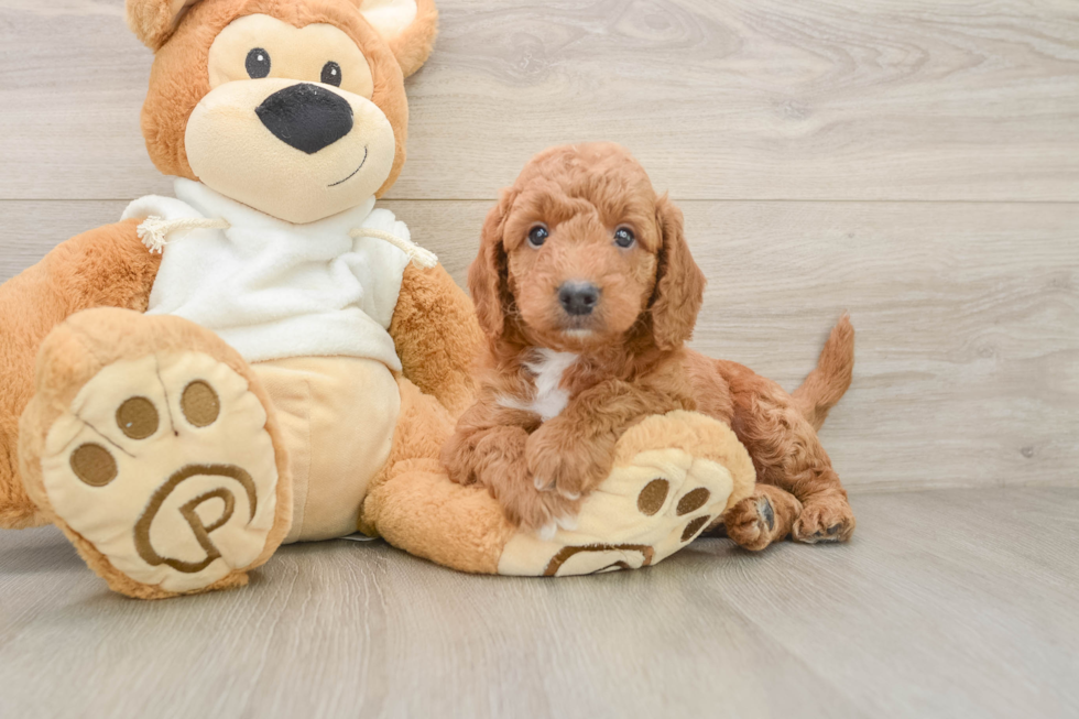 Mini Goldendoodle Pup Being Cute