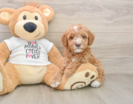 7 week old Mini Goldendoodle Puppy For Sale - Windy City Pups