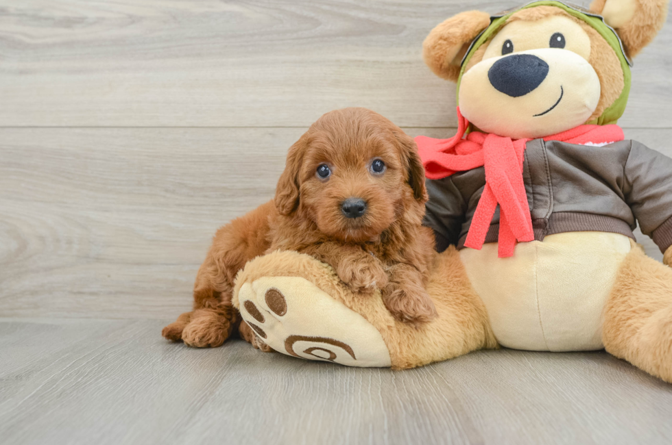 5 week old Mini Goldendoodle Puppy For Sale - Windy City Pups