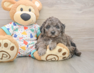 6 week old Mini Goldendoodle Puppy For Sale - Windy City Pups