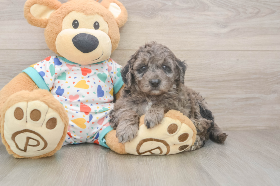 5 week old Mini Goldendoodle Puppy For Sale - Windy City Pups