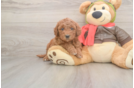 Funny Mini Goldendoodle Poodle Mix Pup