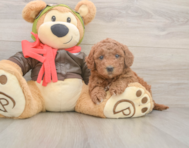 5 week old Mini Goldendoodle Puppy For Sale - Windy City Pups