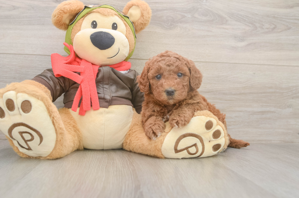 5 week old Mini Goldendoodle Puppy For Sale - Windy City Pups